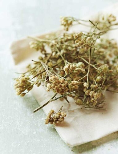 DIY Yarrow Facial Toner